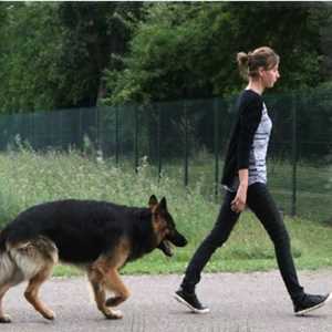 laure, un dresseur de chiens à Charolles