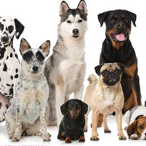 luz-mary, un comportementaliste canin à Décines-Charpieu