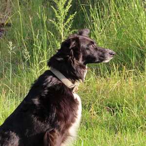 cecile, un dresseur de chiens à Versailles