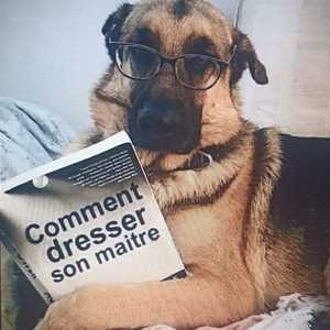 SAULXDOGS, un conseiller en éducation canine à Charleville-Mézières