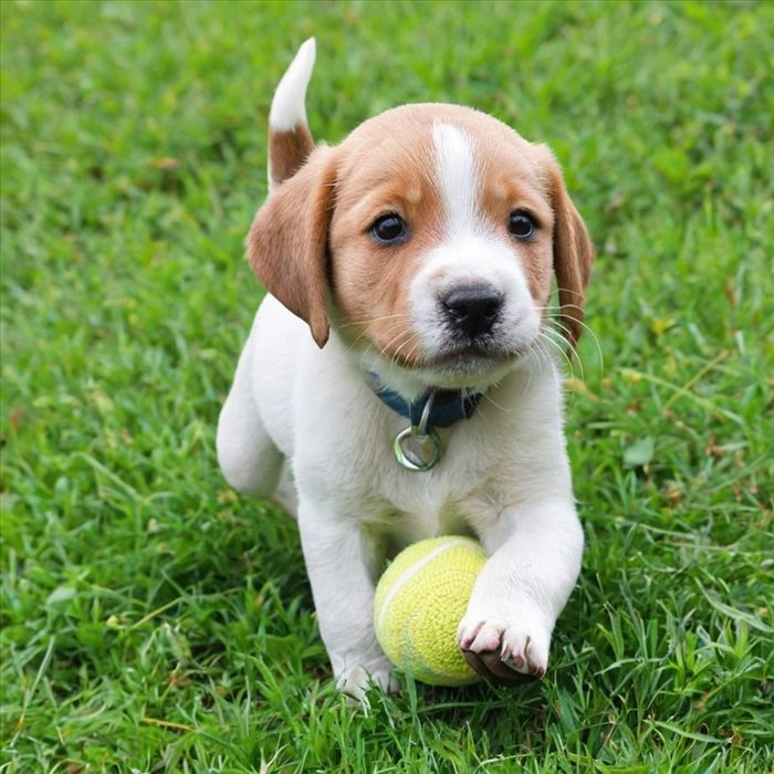 Comment Bien S'occuper de Votre Chiot Chaque Jour
