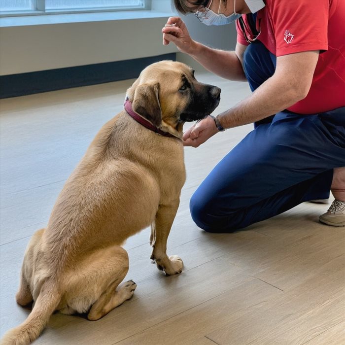 Prendre la Température d'un Chien