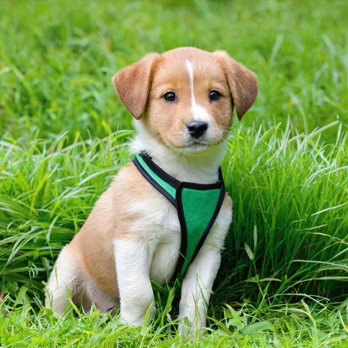 Élever un Chiot Heureux et en Bonne Santé