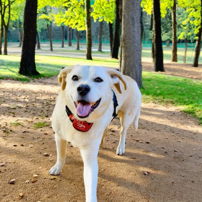Vision Canine : Comprendre Comment Un Chien Voit
