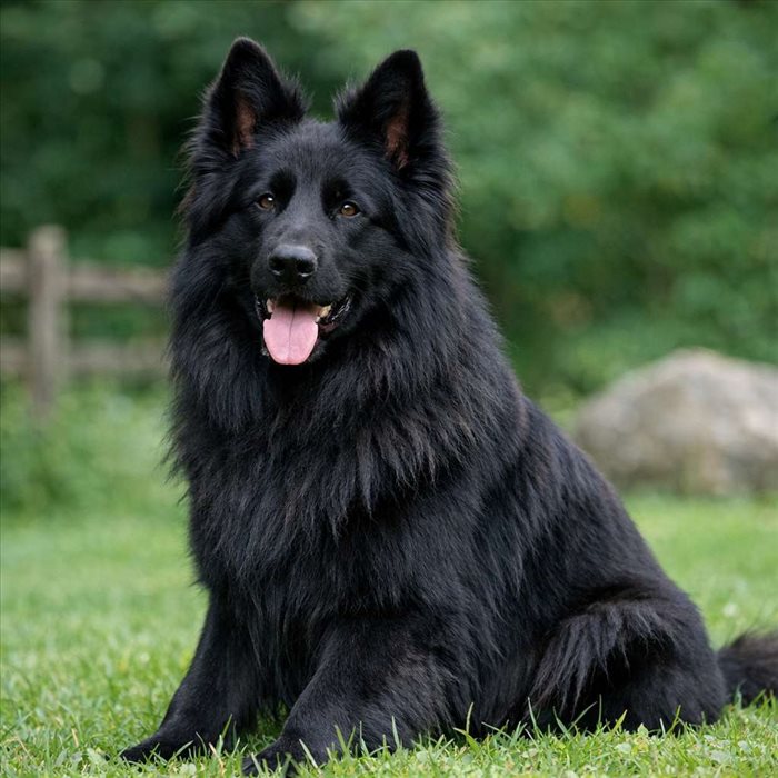 Berger allemand poil long noir : guide complet et conseils